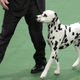 Image for article titled Elegant Updos and Classy Coats at the Westminster Dog Show